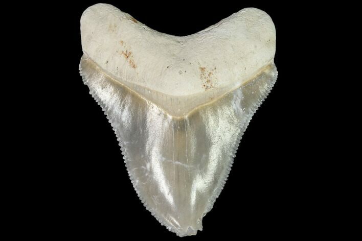 Serrated, Fossil Megalodon Tooth - Florida #110443